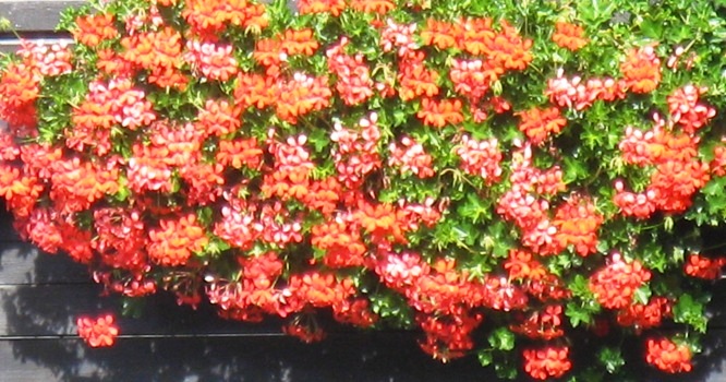 Decora Rot und Rosa Decora